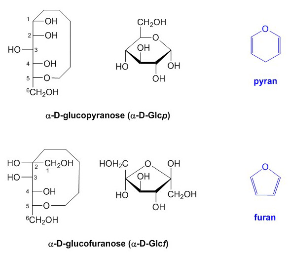 Difference Between Furanose and Pyranose | Compare the Difference Between  Similar Terms